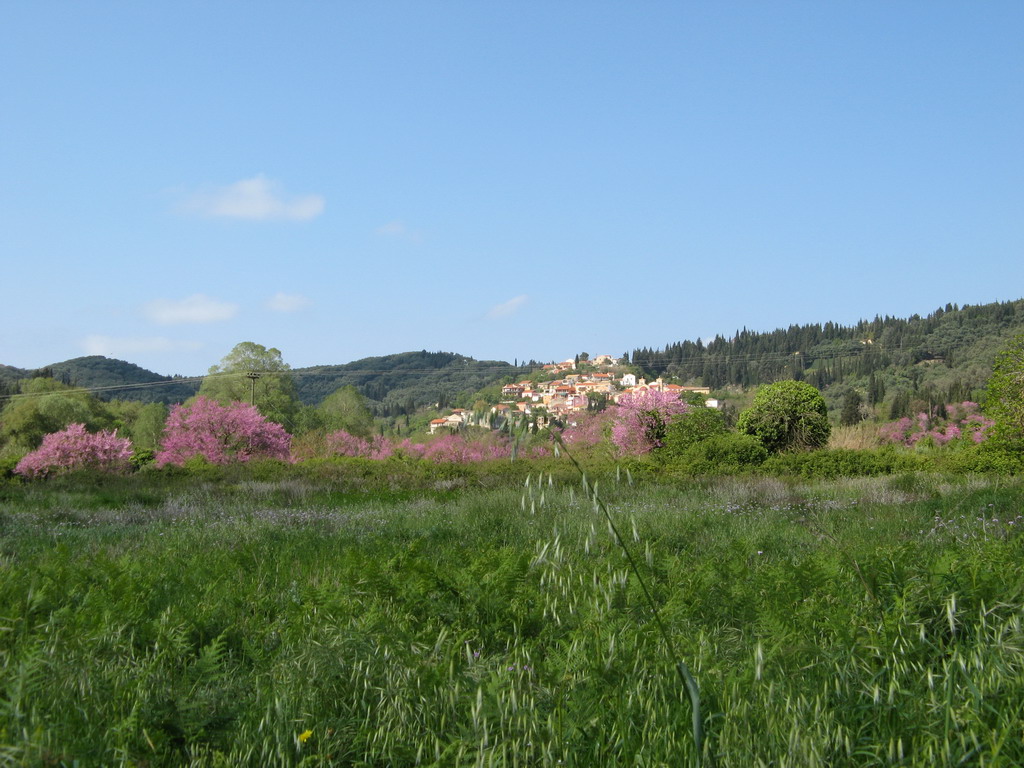 Corfu meadow in spring