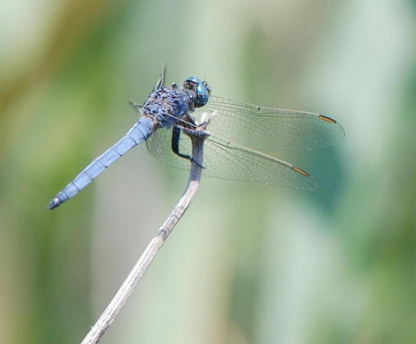 Blue-grey dragonfly on Corfu