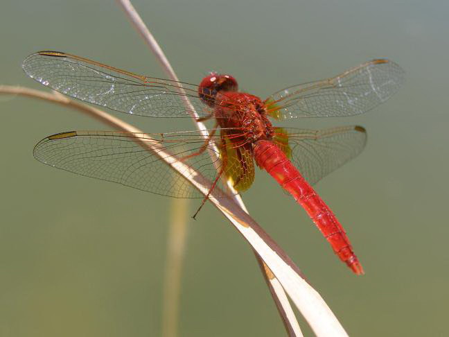 Red dragonfly on Corfu