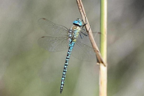 Turquoise dragonfly on Corfu