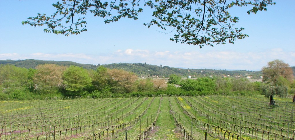 Corfu vineyard